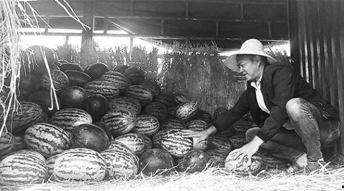 郯城县吃瓜群众事件视频,一场网络舆论的风暴与反思