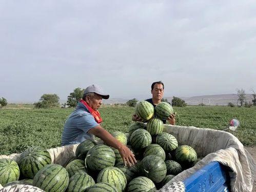 长垣太极原乡吃瓜视频,夏日消暑美食之旅
