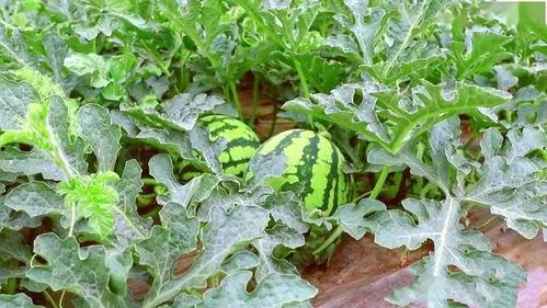 瓜快熟了有吃的吗视频,瓜快熟了，快来尝鲜！