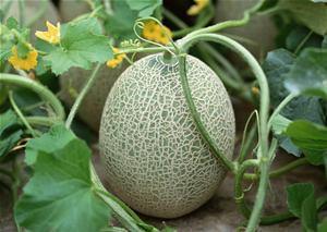 名媛吃哈密瓜是哪一集视频,揭秘名媛圈层生活点滴