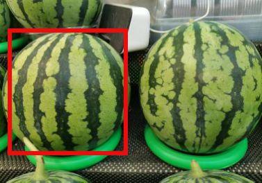 如何拍吃瓜照片视频教学,如何拍摄吸睛的吃瓜照片与视频教程