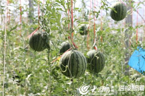 福建吃瓜事件视频最新,揭秘网络热议背后的真相