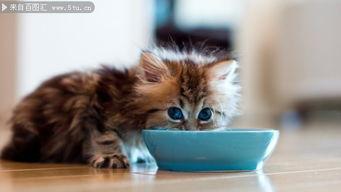 小猫咪偷听吃瓜视频,小猫咪意外成吃瓜群众，萌态百出引网友热议