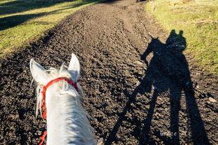 在新疆旅游吃老汉瓜视频,探寻老汉瓜的独特魅力