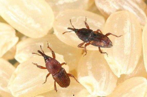 小瓜芽有虫吃怎么办视频